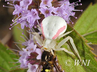 Goldenrod Crab Spider (Misumena vatia)